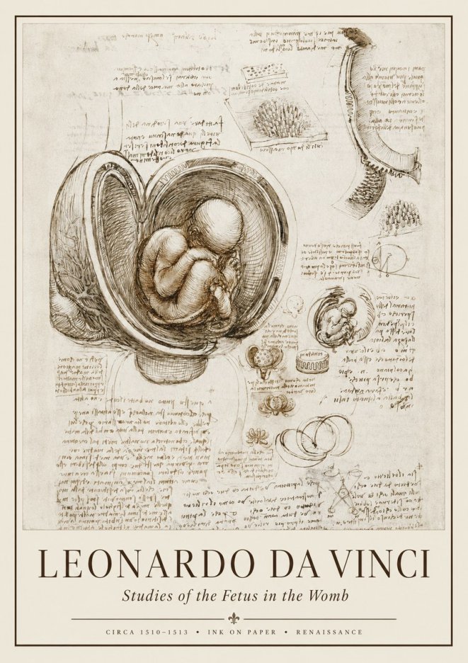 Leonardo da Vinci Studies of the Fetus in the Womb No1 - Juliste