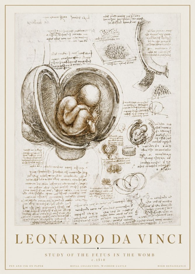 Leonardo da Vinci Studies of the Fetus in the Womb No3 - Juliste