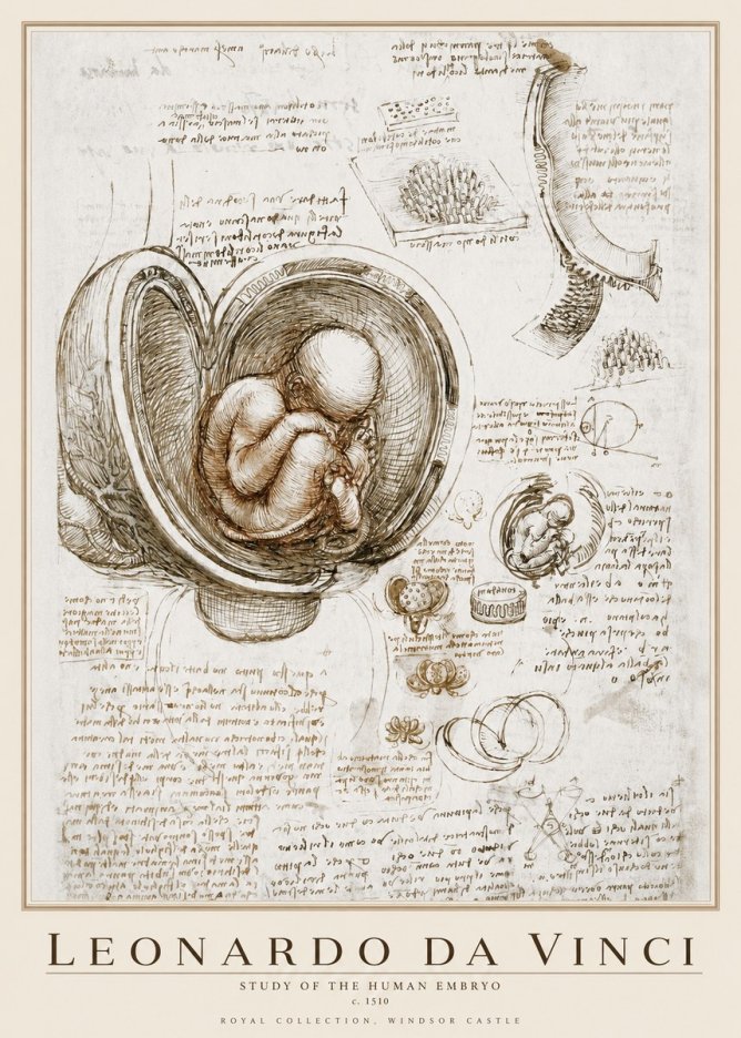 Leonardo da Vinci Studies of the Fetus in the Womb No4 - Juliste
