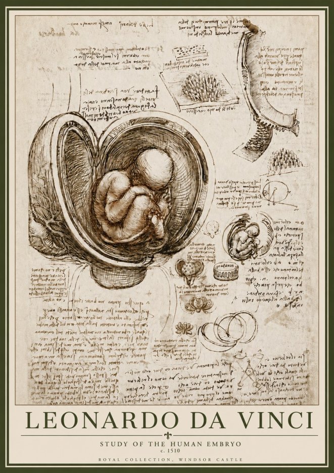 Leonardo da Vinci Studies of the Fetus in the Womb No6 - Juliste