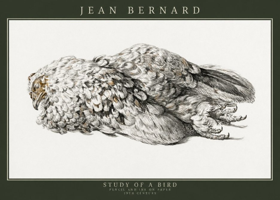 Jean Bernard Study of a Bird I No3 - Juliste