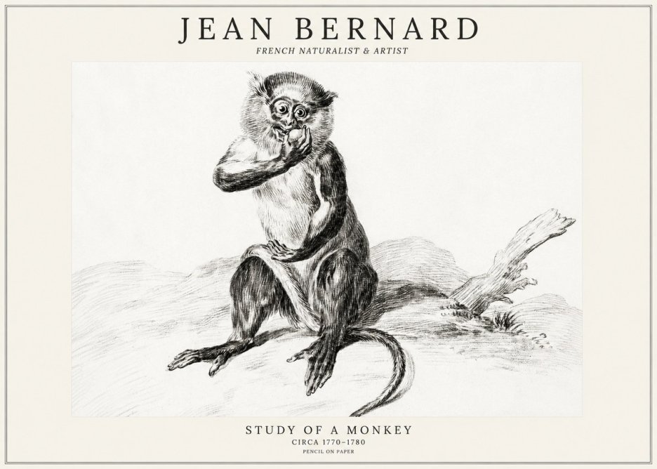 Jean Bernard Study of a Monkey No3 - Juliste