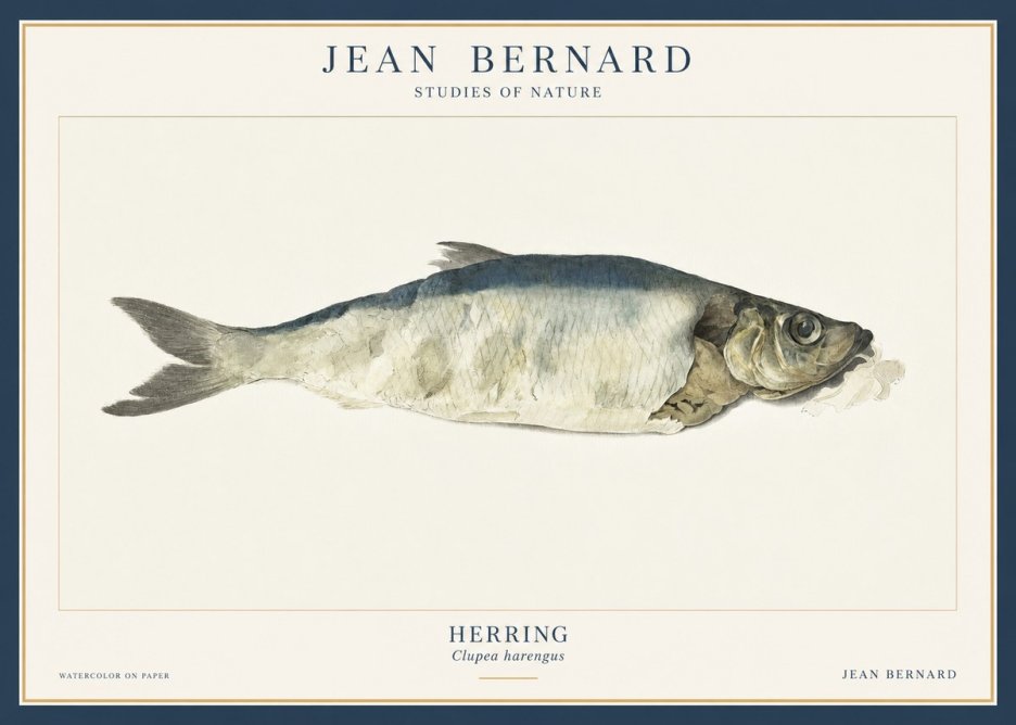 Jean Bernard Herring No3 - Juliste