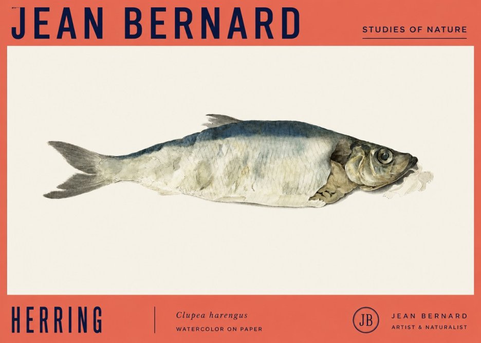 Jean Bernard Herring No4 - Juliste