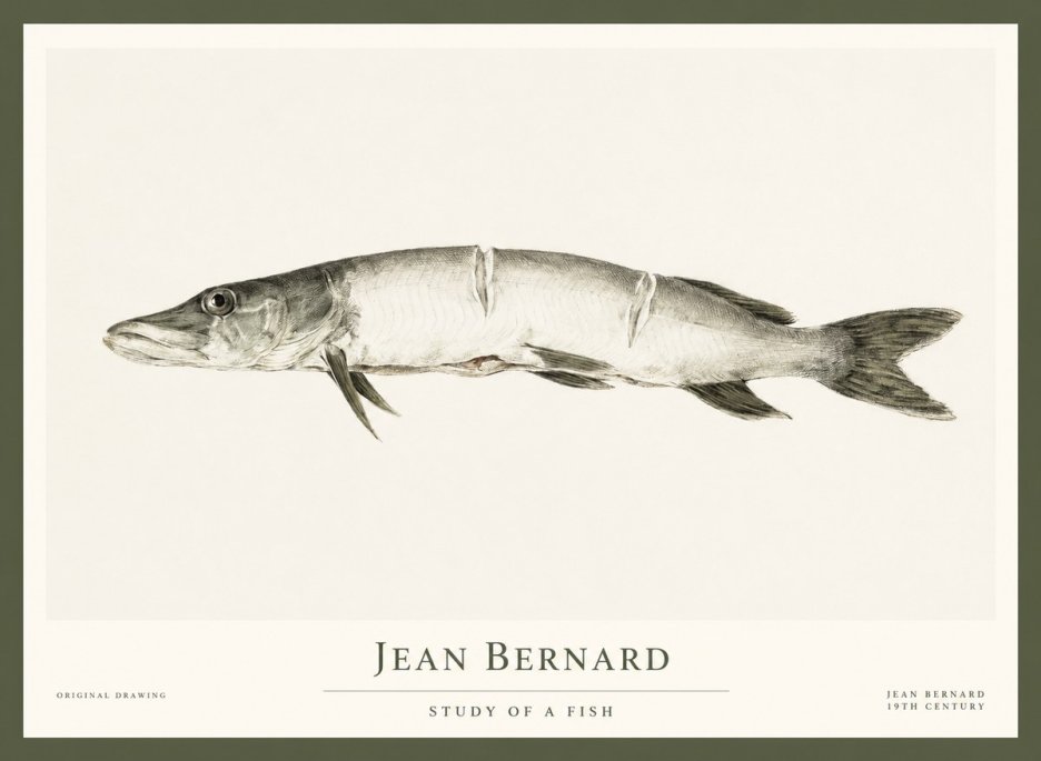 Jean Bernard Study of a Fish II No1 - Juliste
