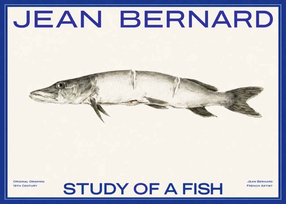 Jean Bernard Study of a Fish II No2 - Juliste