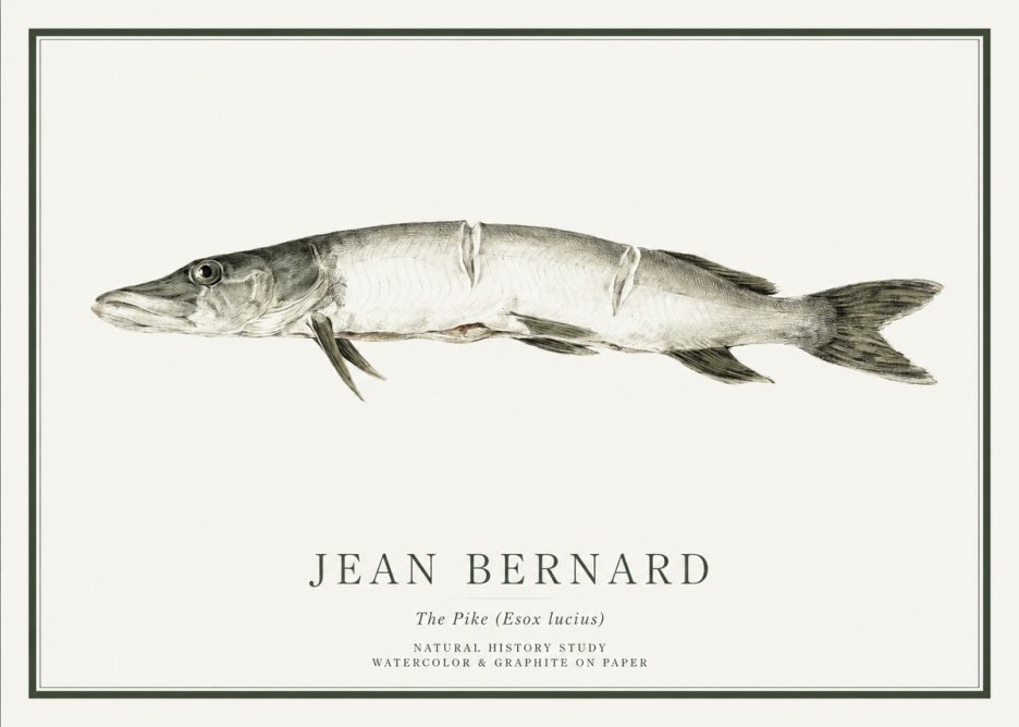 Jean Bernard Study of a Fish II No6 - Juliste