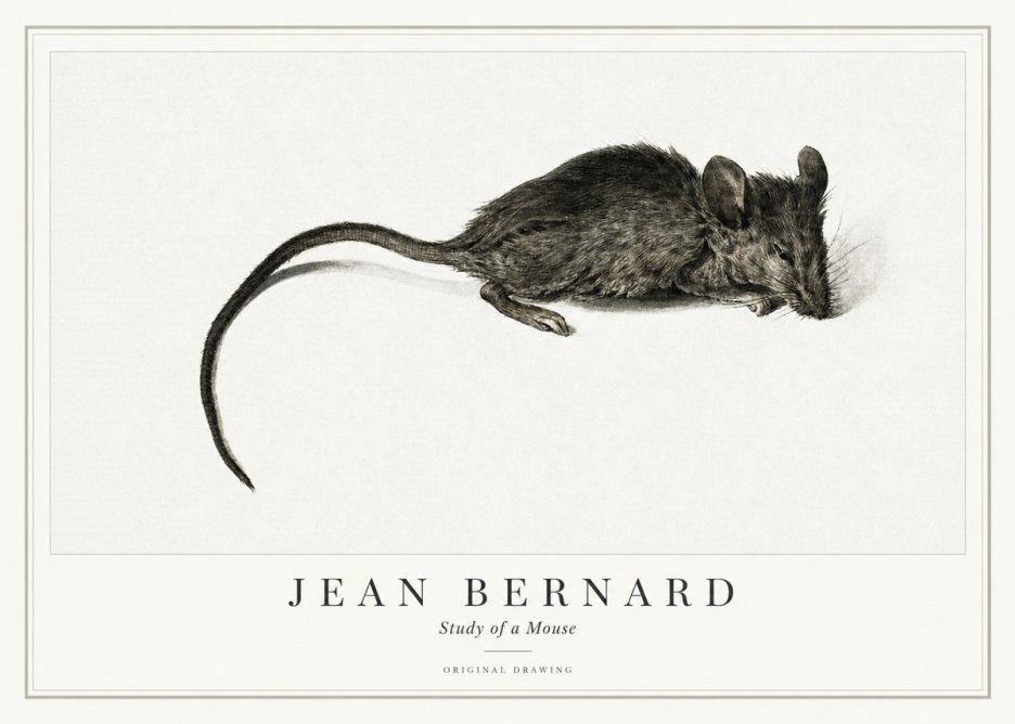 Jean Bernard Study of a Mouse I No1 - Juliste