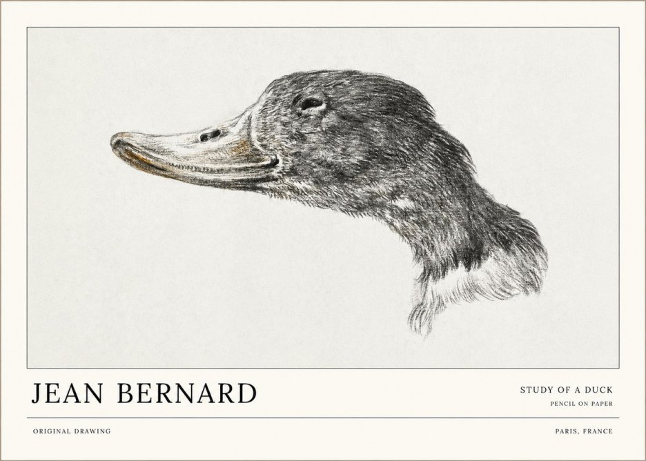 Jean Bernard Study of a Duck No1 - Juliste