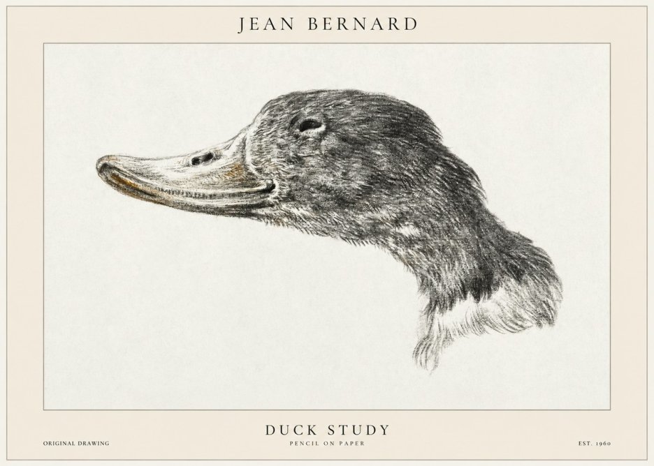 Jean Bernard Study of a Duck No2 - Juliste