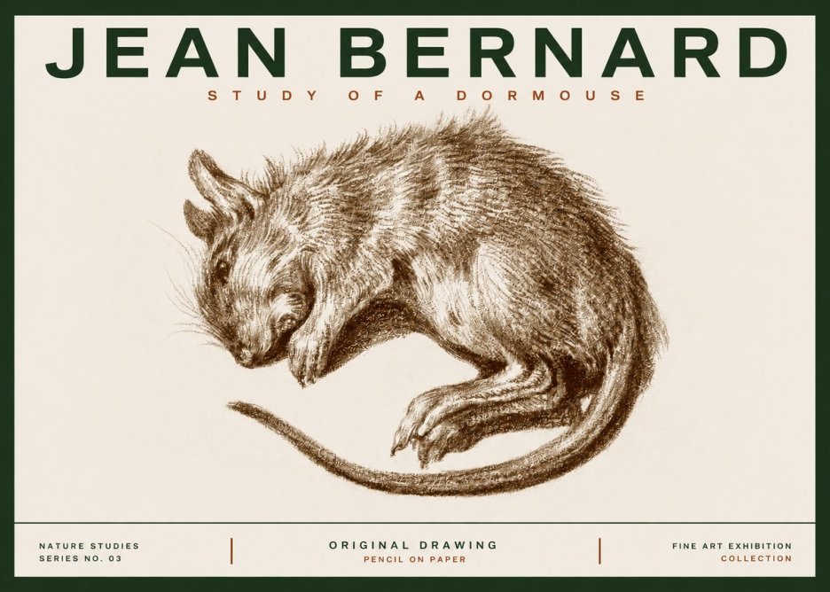 Jean Bernard Study of a Dormouse No3 - Juliste