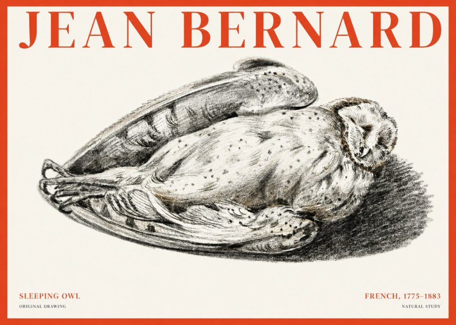 Jean Bernard Sleeping Owl No1 - Juliste