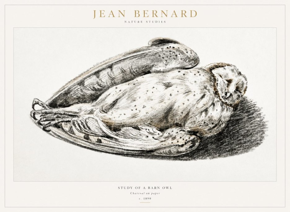 Jean Bernard Sleeping Owl No2 - Juliste