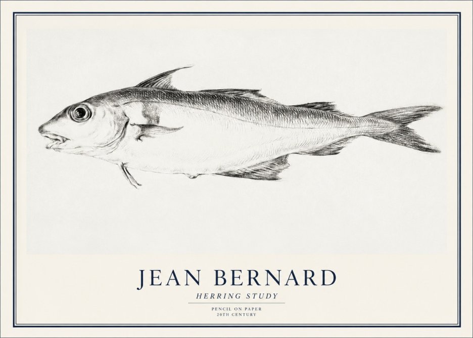 Jean Bernard Herring Study No1 - Juliste
