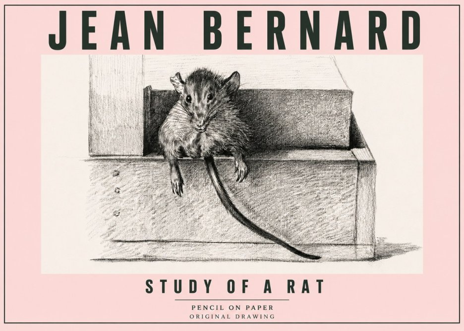 Jean Bernard Study of a Rat I No5 - Juliste