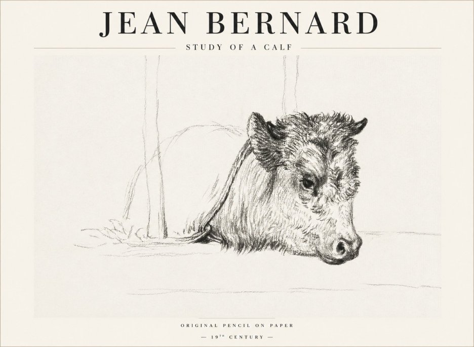 Jean Bernard Study of a Calf I No1 - Juliste