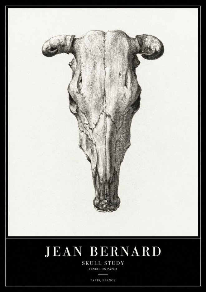 Jean Bernard Skull Study No2 - Juliste