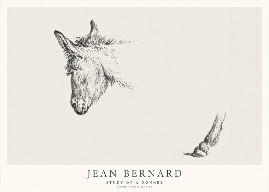 Jean Bernard Study of a Donkey II No1 - Juliste