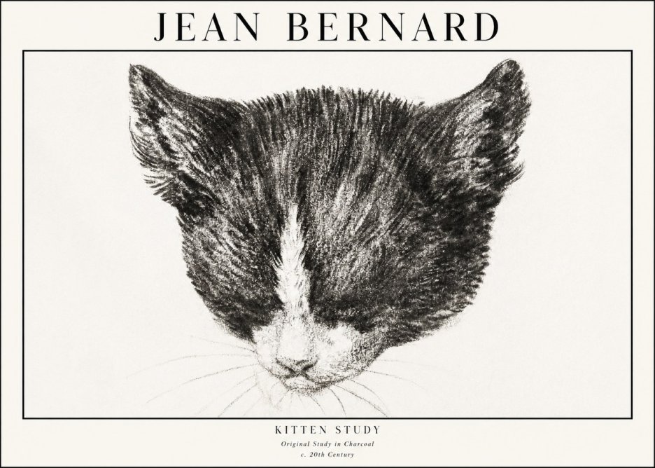 Jean Bernard Cat Study V No4 - Juliste