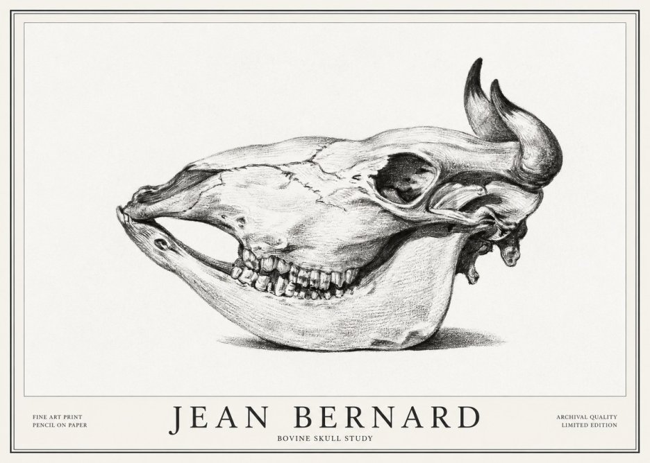 Jean Bernard Bovine Skull Study No1 - Juliste