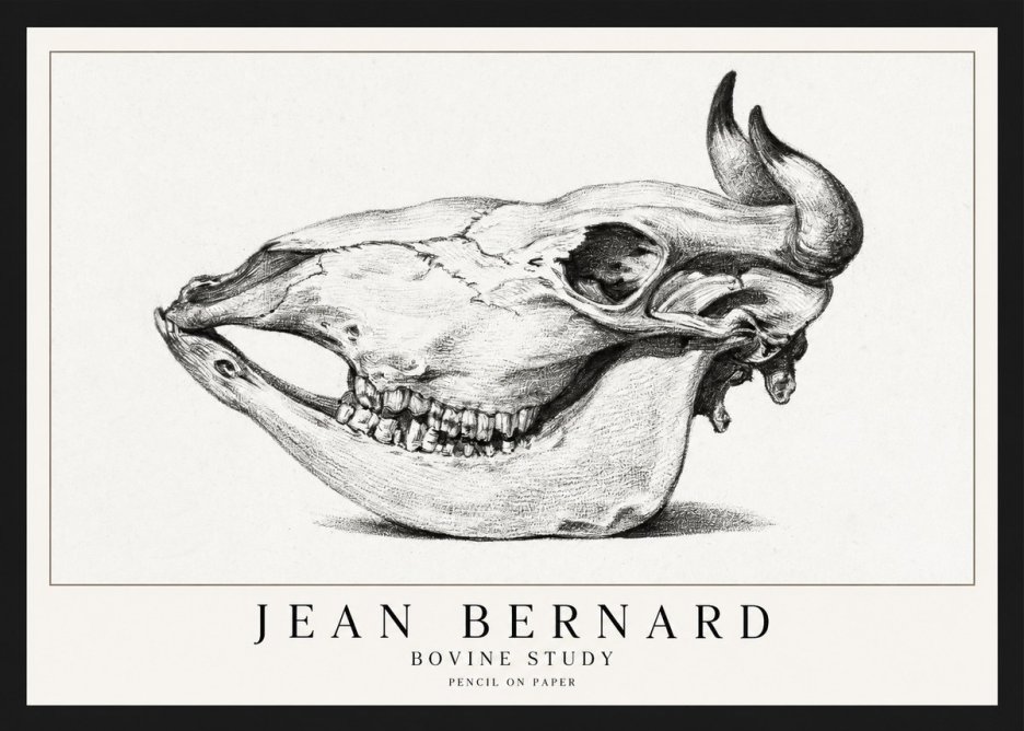 Jean Bernard Bovine Skull Study No2 - Juliste