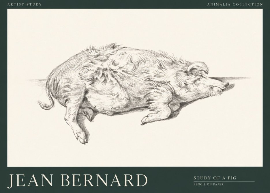 Jean Bernard Study of a Pig I No1 - Juliste