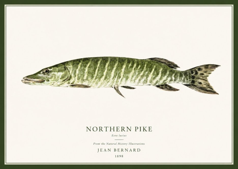 Jean Bernard Northern Pike No1 - Juliste