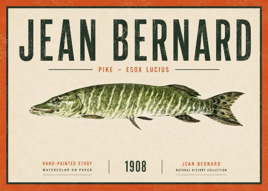 Jean Bernard Northern Pike No6 - Juliste