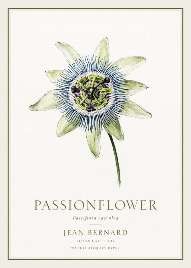 Jean Bernard Passionflower No1 - Juliste