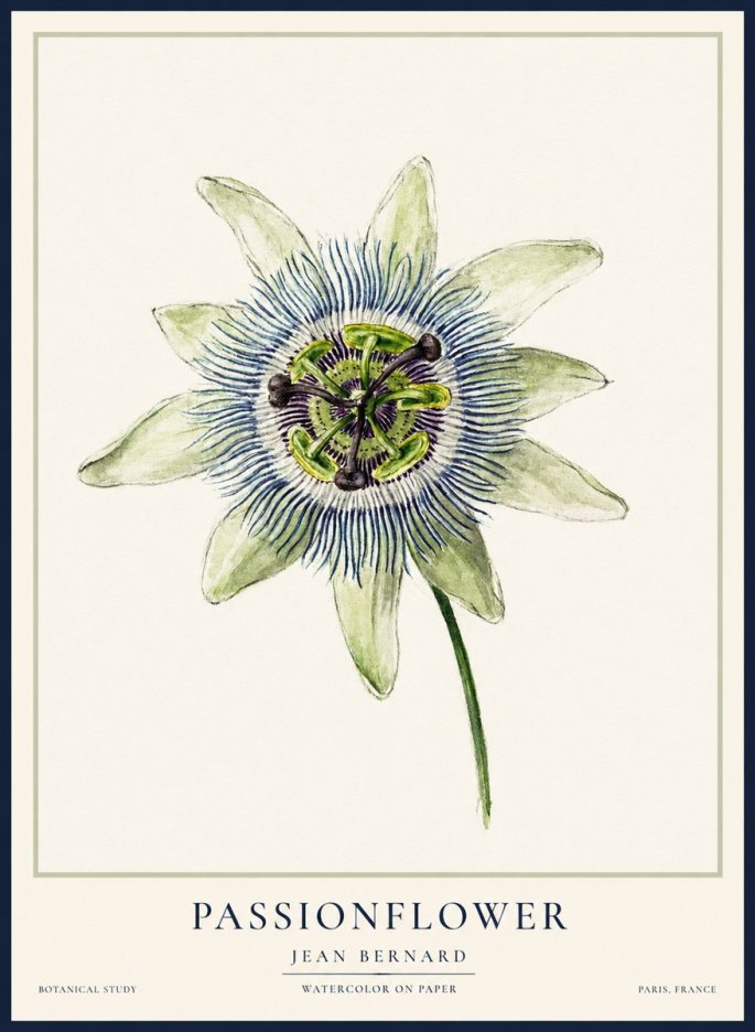 Jean Bernard Passionflower No2 - Juliste