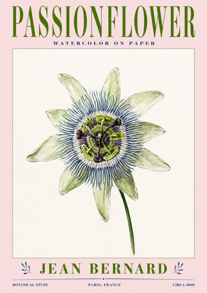 Jean Bernard Passionflower No3 - Juliste