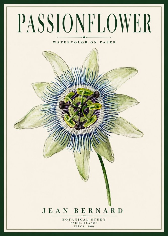 Jean Bernard Passionflower No5 - Juliste
