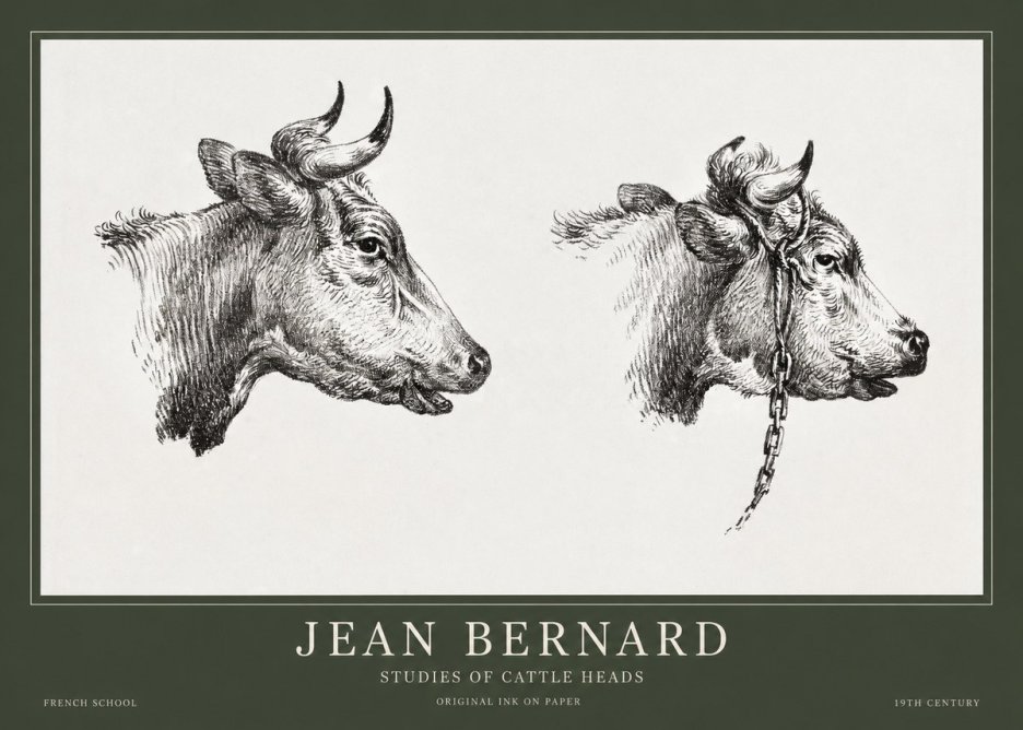 Jean Bernard Studies of Cattle Heads No1 - Juliste