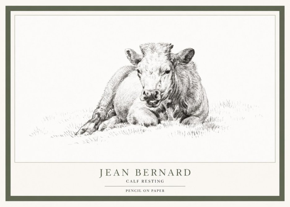 Jean Bernard Calf Resting No1 - Juliste