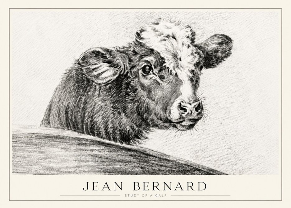 Jean Bernard Study of a Calf II No1 - Juliste