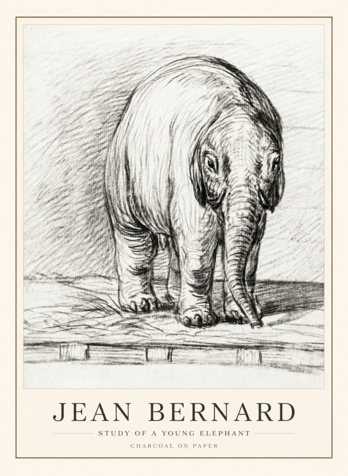 Jean Bernard Young Elephant No3 - Juliste