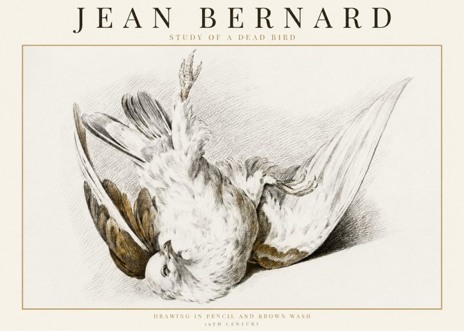 Jean Bernard Study of a Dead Bird No1 - Juliste