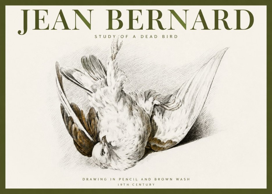 Jean Bernard Study of a Dead Bird No2 - Juliste