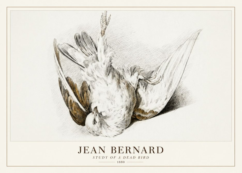 Jean Bernard Study of a Dead Bird No3 - Juliste