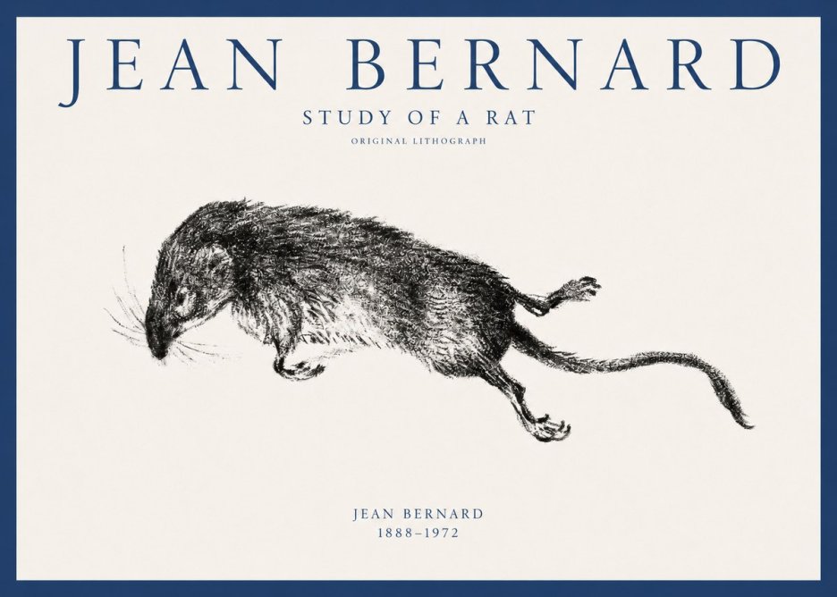 Jean Bernard Study of a Rat II No1 - Juliste