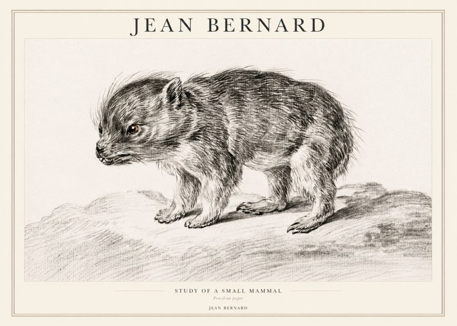 Jean Bernard Study of a Small Mammal No1 - Juliste