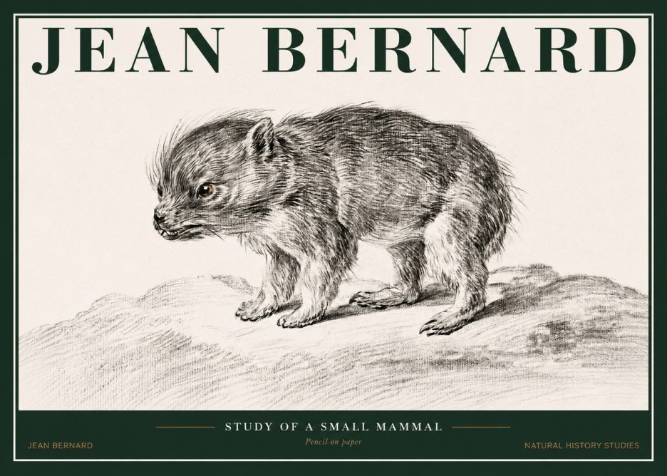 Jean Bernard Study of a Small Mammal No2 - Juliste