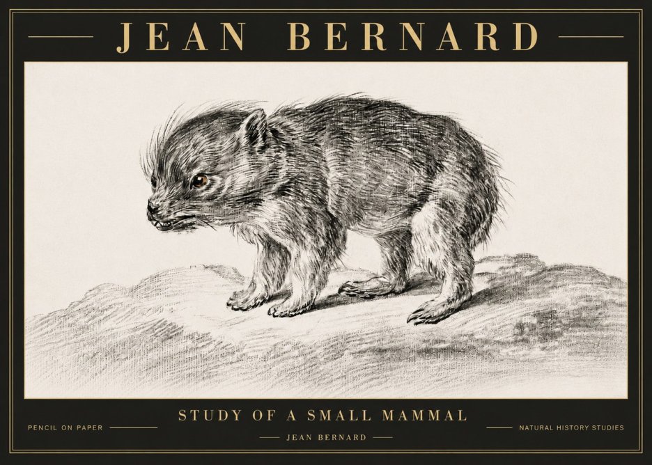 Jean Bernard Study of a Small Mammal No6 - Juliste
