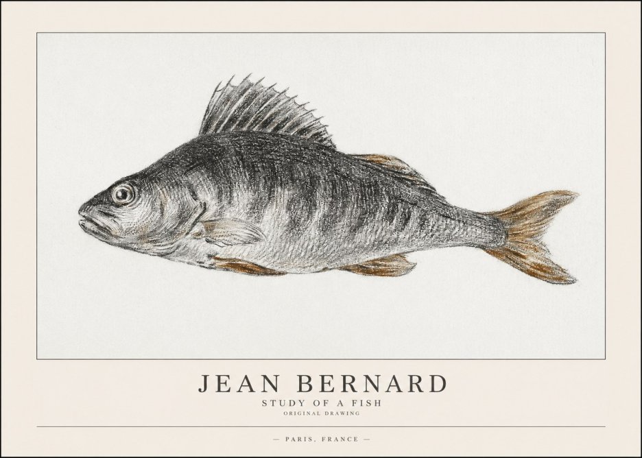 Jean Bernard Study of a Fish IV No1 - Juliste