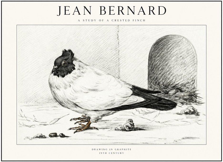 Jean Bernard A Study of a Crested Finch No1 - Juliste