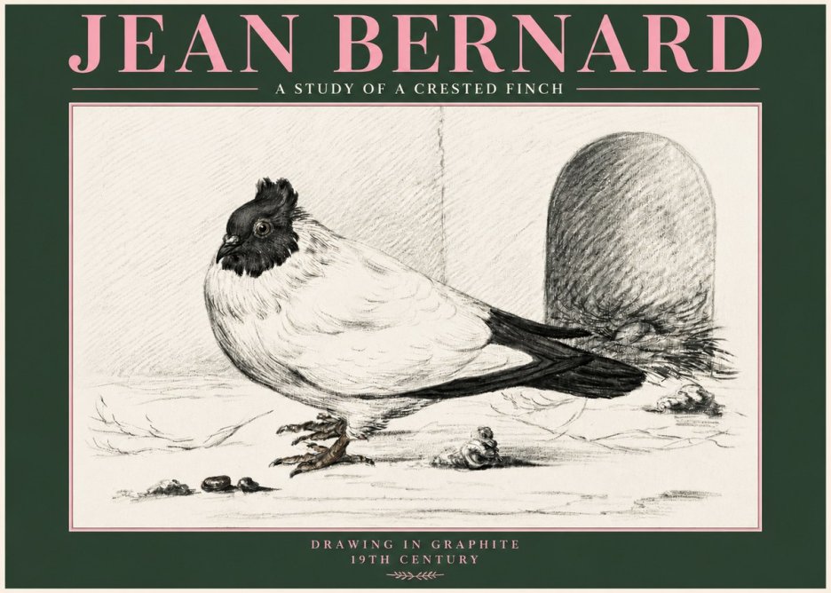 Jean Bernard A Study of a Crested Finch No3 - Juliste