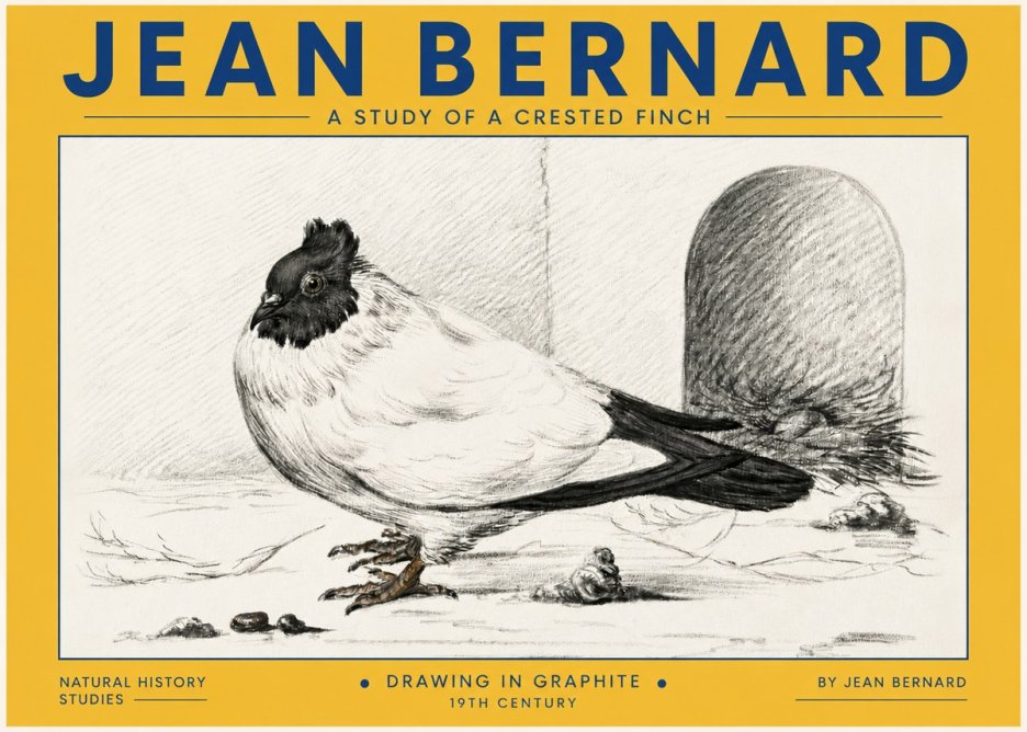 Jean Bernard A Study of a Crested Finch No4 - Juliste
