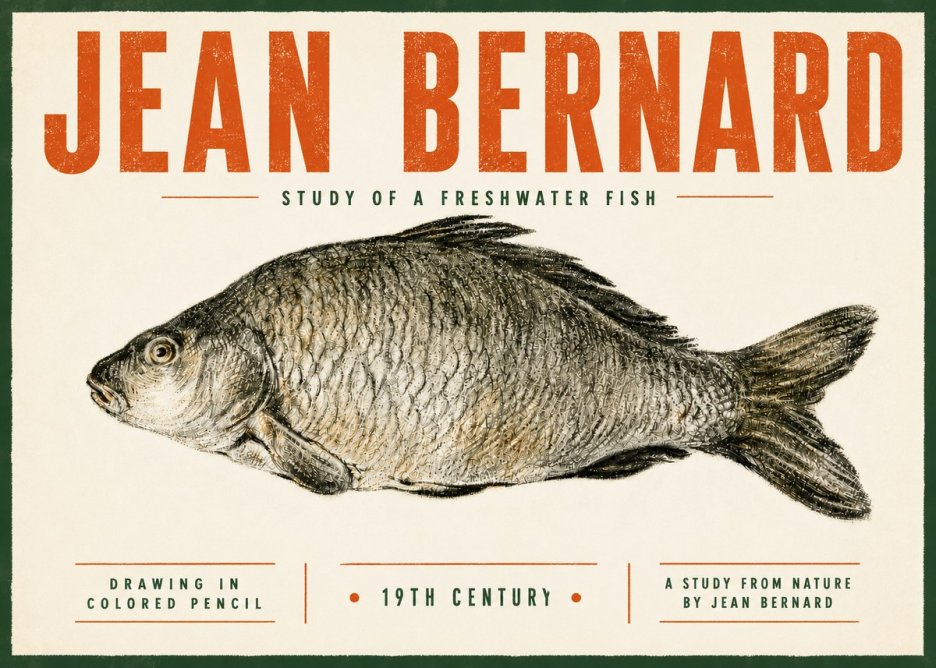 Jean Bernard Study of a Freshwater Fish No5 - Juliste