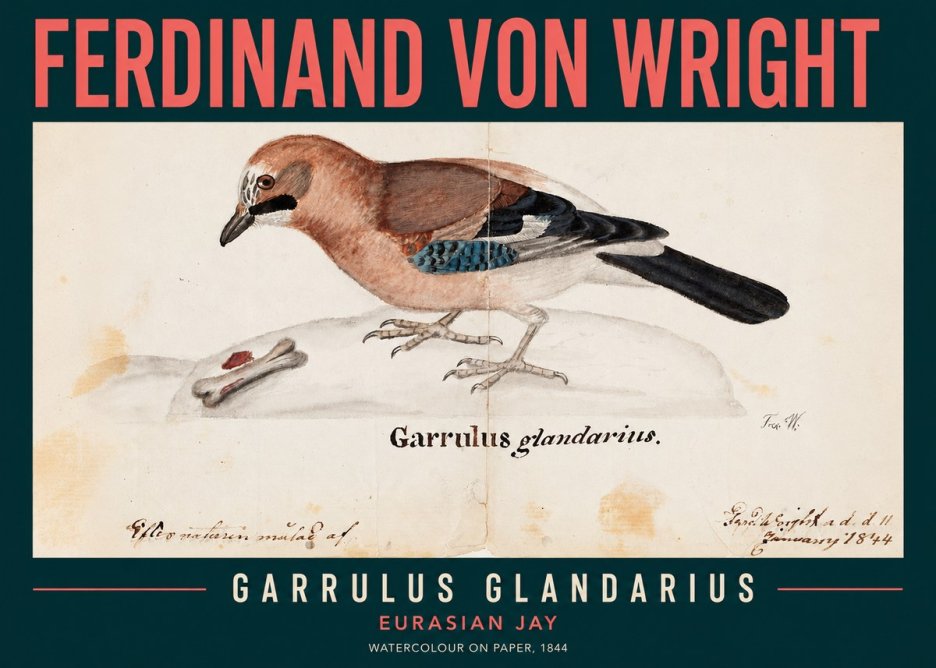 Ferdinand von Wright Garrulus Glandarius No2 - Juliste