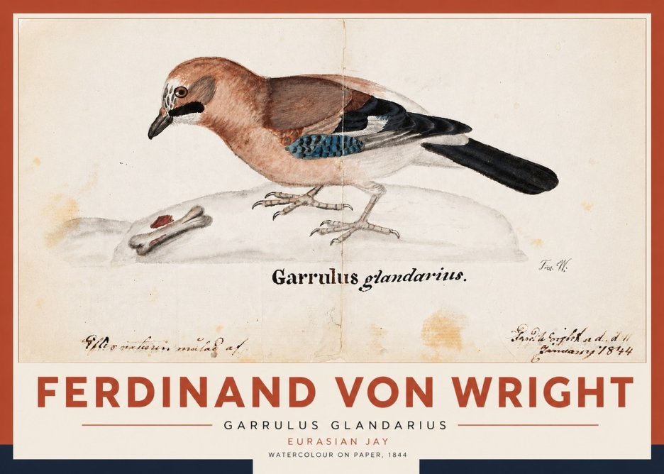 Ferdinand von Wright Garrulus Glandarius No5 - Juliste